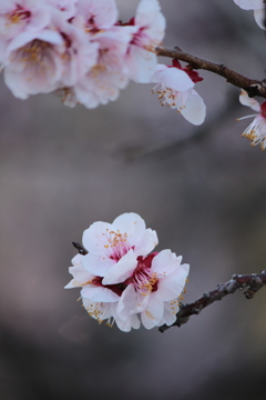 梅