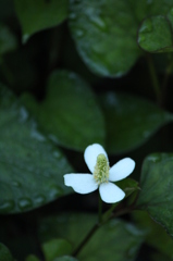 どくだみ どくだみ