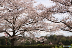 お花見