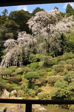 枝垂れ桜
