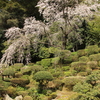 枝垂れ桜