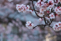 梅