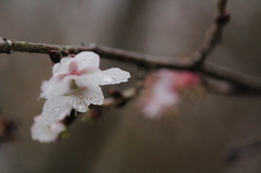 12月の雨