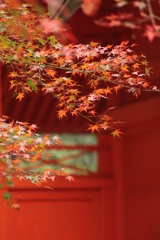 紅葉