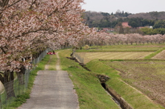 千本桜＠美波羅川