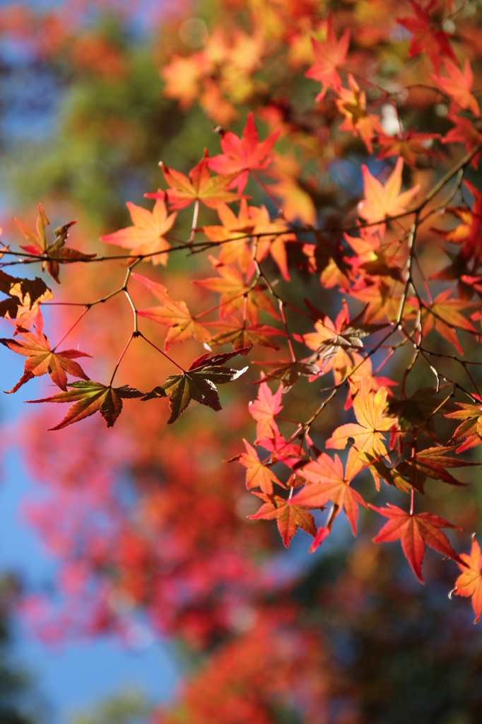 もみじ＠縮景園