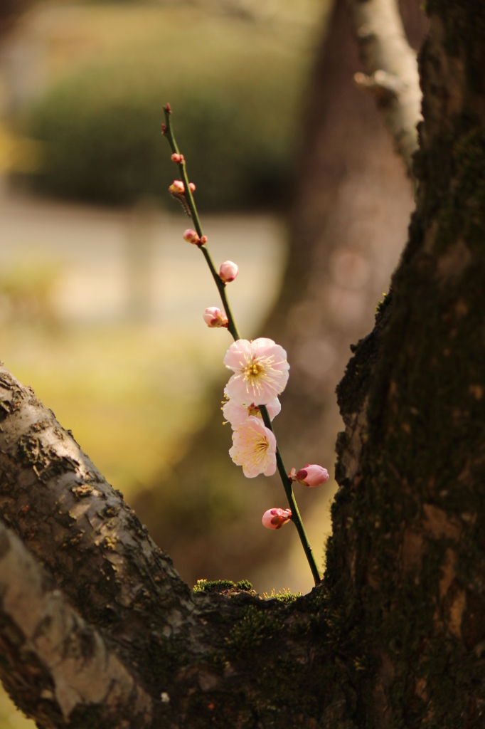 ちいさな