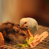 はむはむ