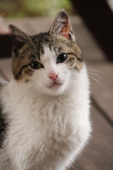 ねこ