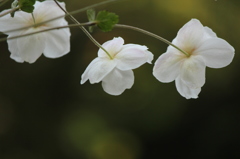 秋明菊