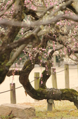 枝