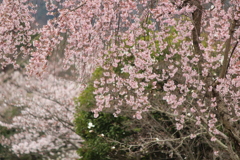しだれ