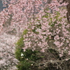 しだれ
