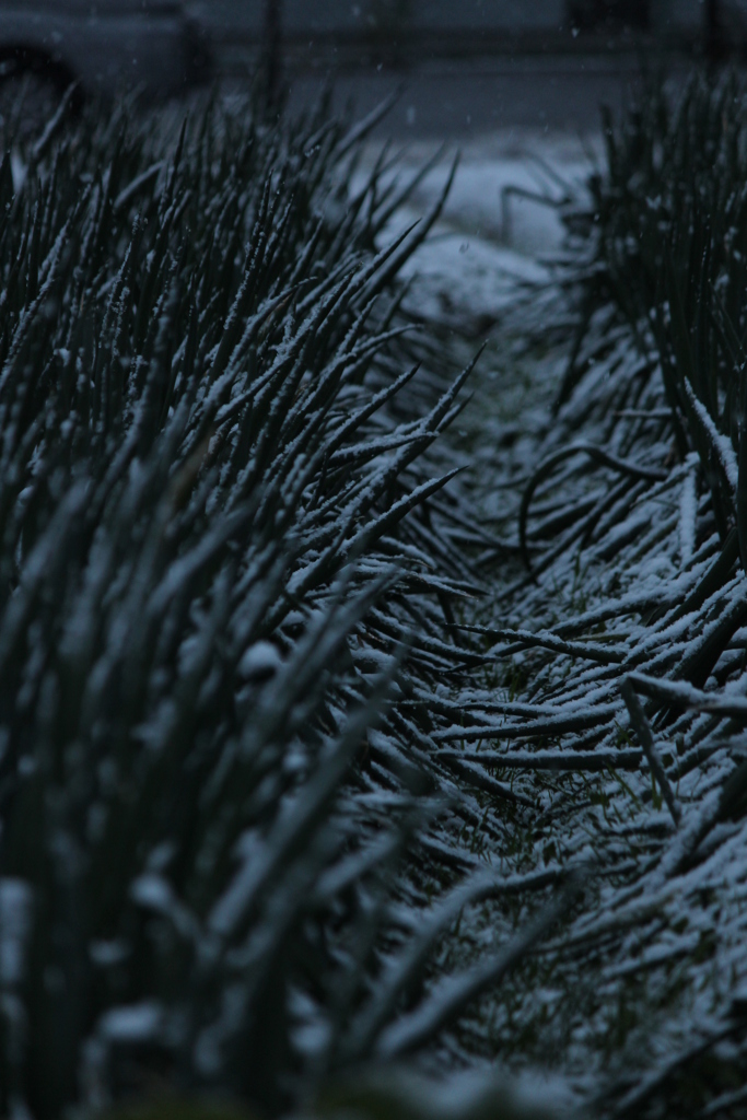 雪の日のネギ