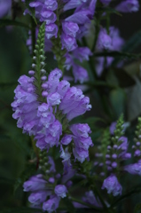 花虎の尾