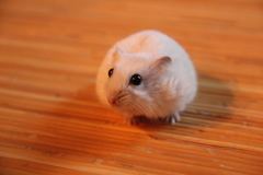 ゆきのしん