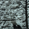 雪の通学　男子