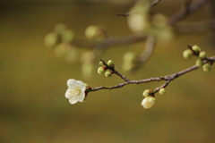 梅
