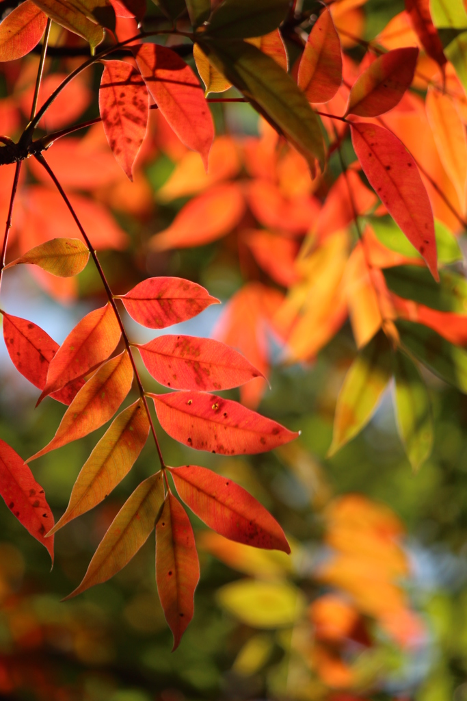 紅葉