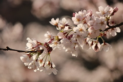 桜