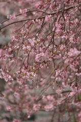 枝垂れ桜