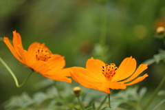 キバナコスモス キバナコスモス