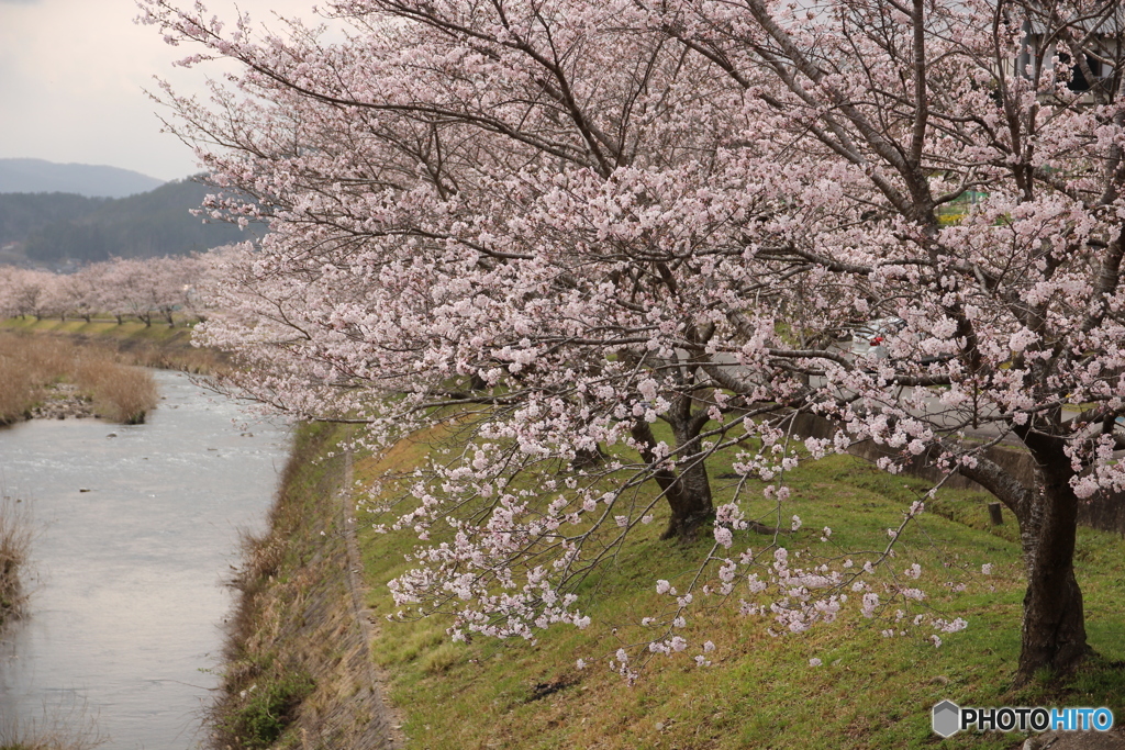 桜