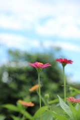 ひゃくにちそう