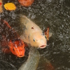 鯉たち