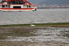 サギ＠宮島