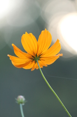 キバナコスモス