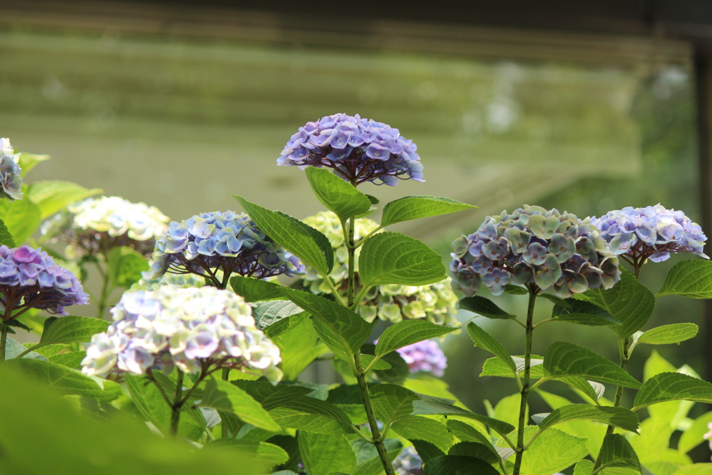 あじさい