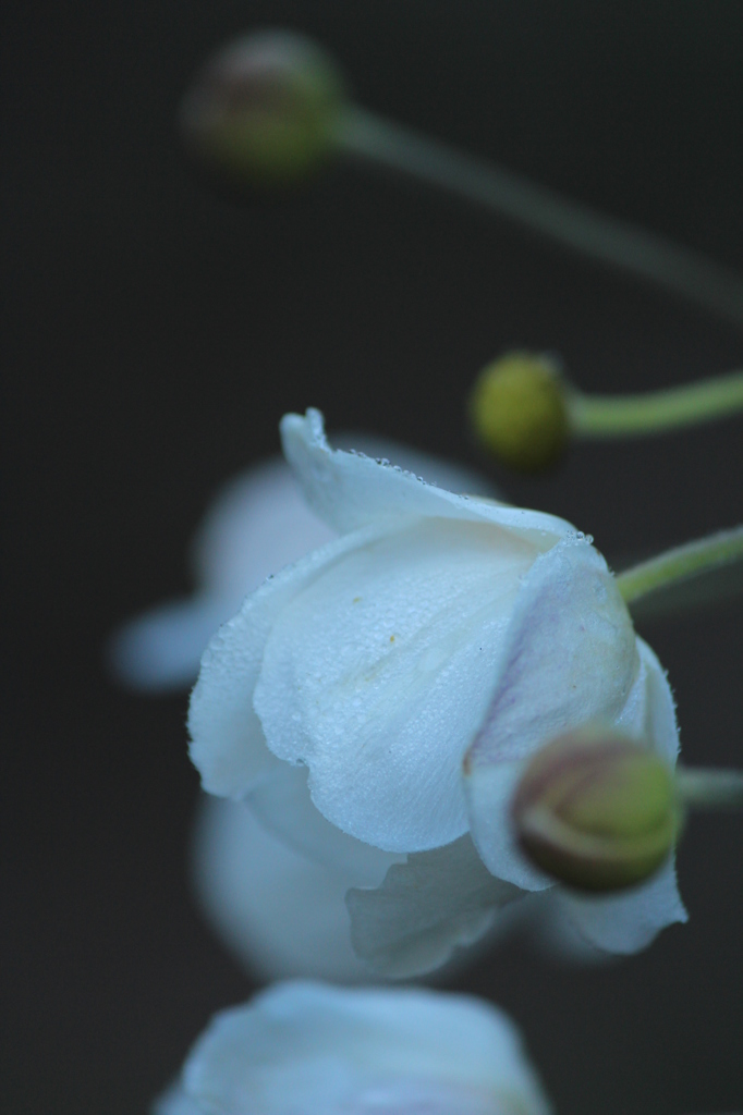 秋明菊 