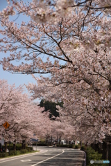 並木