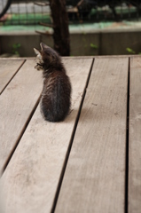 こねこ こねこ
