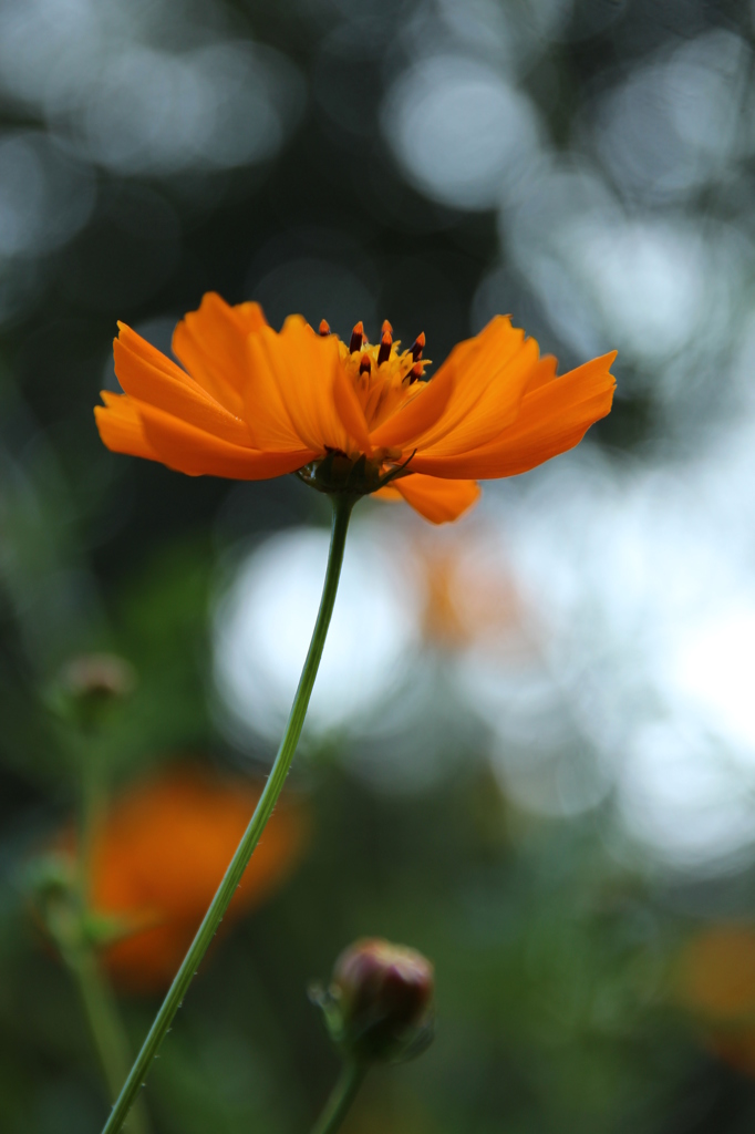 キバナコスモス