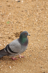 鳩