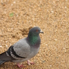 鳩