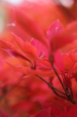 ドウダンツツジ