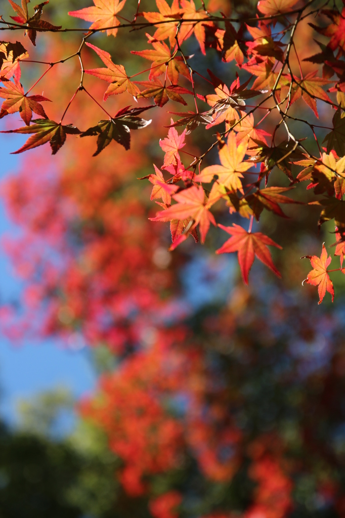もみじ＠縮景園