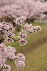 桜