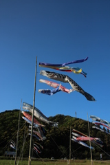 鯉のぼり