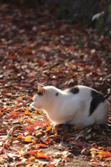 比治山の猫