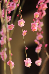 しだれ梅＠縮景園