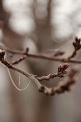 春待つ桜