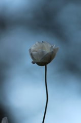 秋明菊