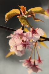 河津桜