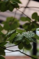 スモークツリー