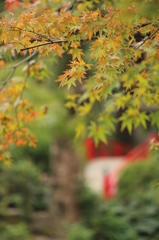 紅葉はまだまだ＠縮景園