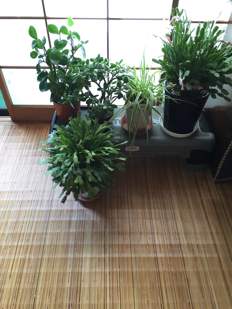 鉢たち